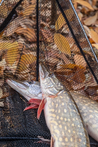 Foto veduta del pesce al mercato