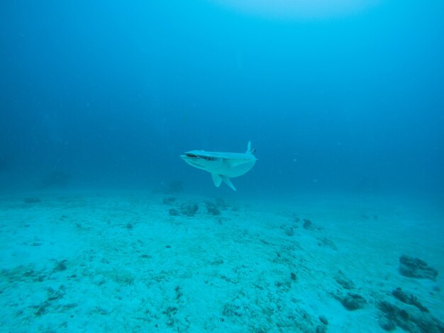 Photo view of fish in sea