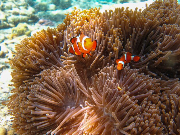 海中の魚の景色