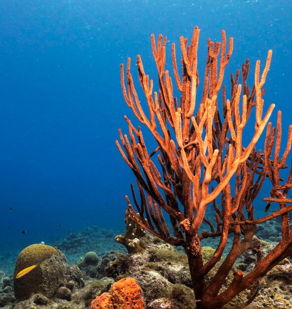 View of fish in sea