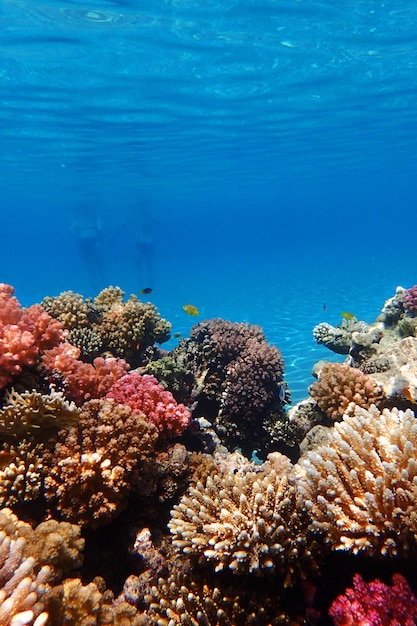 View of fish in sea