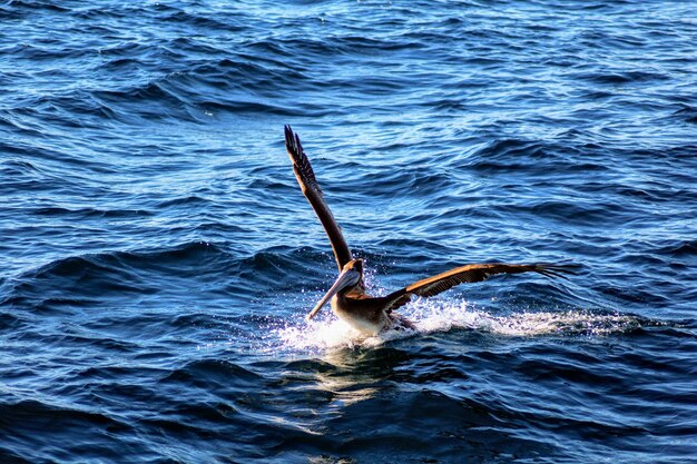 Photo view of fish in sea