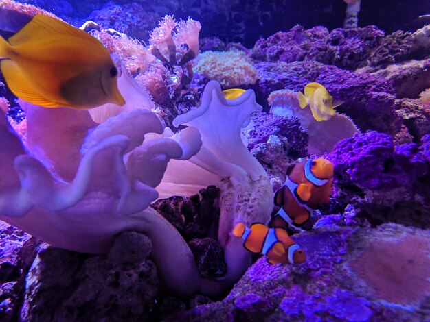 View of fish swimming and reef