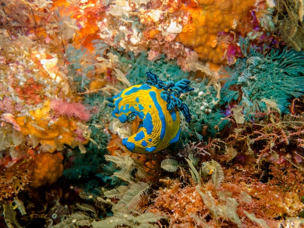 Foto veduta di pesci che nuotano in mare