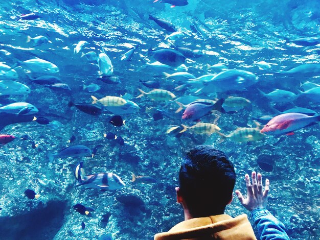 View of fish swimming in sea