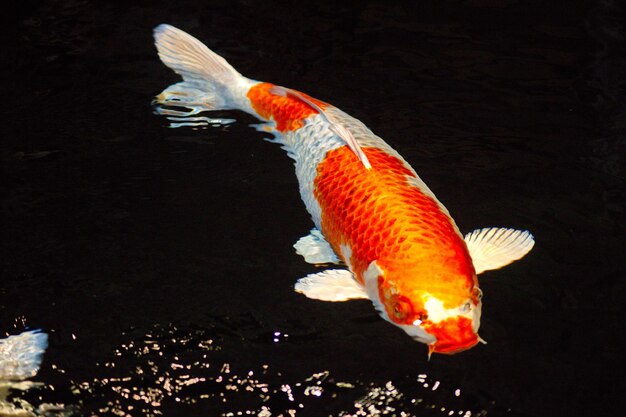 Photo view of fish swimming in sea