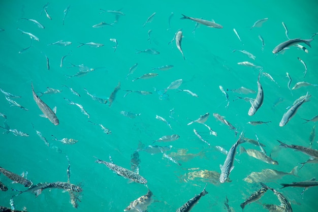 Photo view of fish swimming in sea