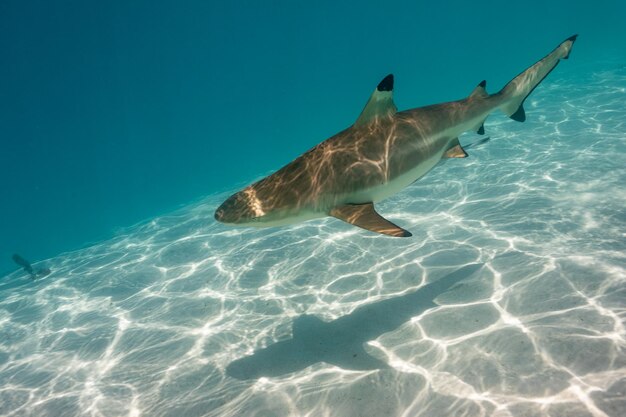 View of fish swimming in sea