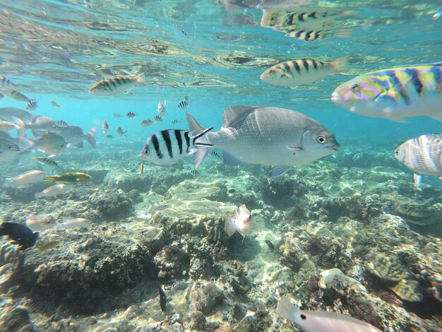 View of fish swimming in sea