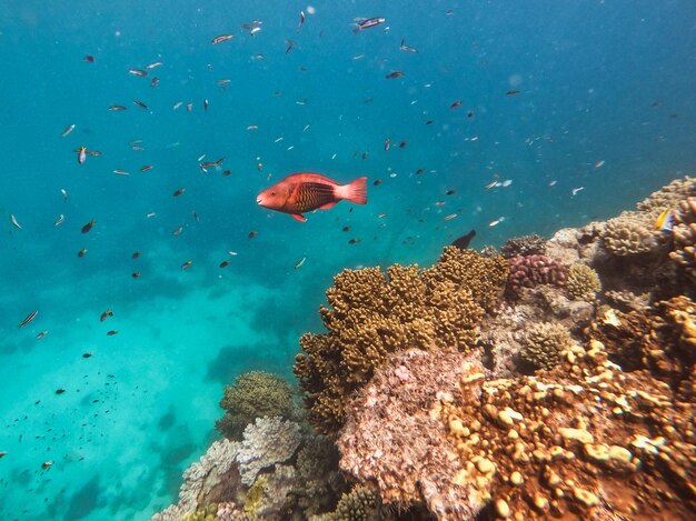 View of fish swimming in sea