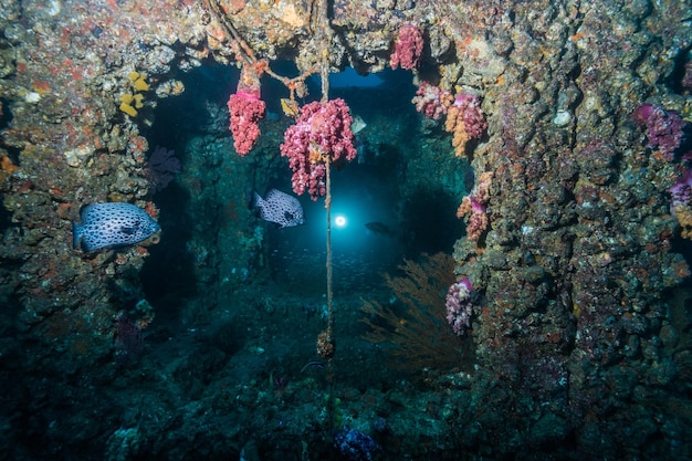 Foto veduta di pesci che nuotano in mare