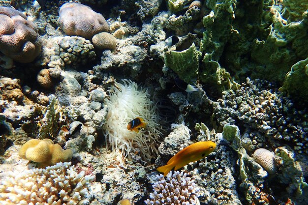 Foto veduta di pesci che nuotano in mare