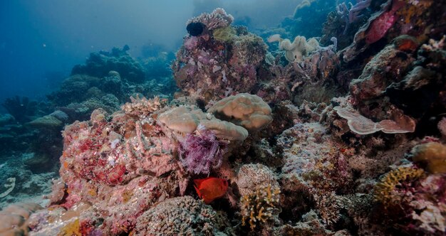 View of fish swimming in sea