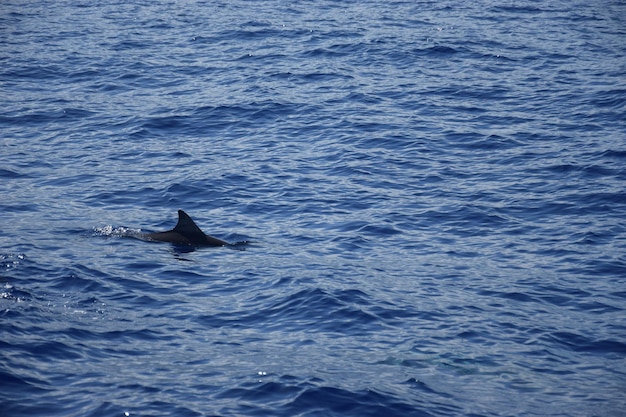 Foto veduta di pesci che nuotano in mare