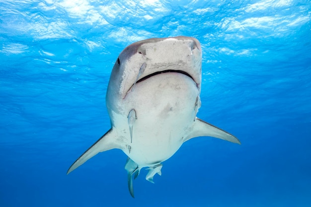 Foto veduta di pesci che nuotano in mare