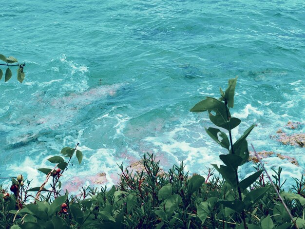 Photo view of fish swimming in sea