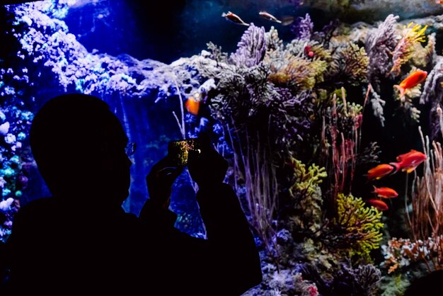 Foto veduta di pesci che nuotano in mare