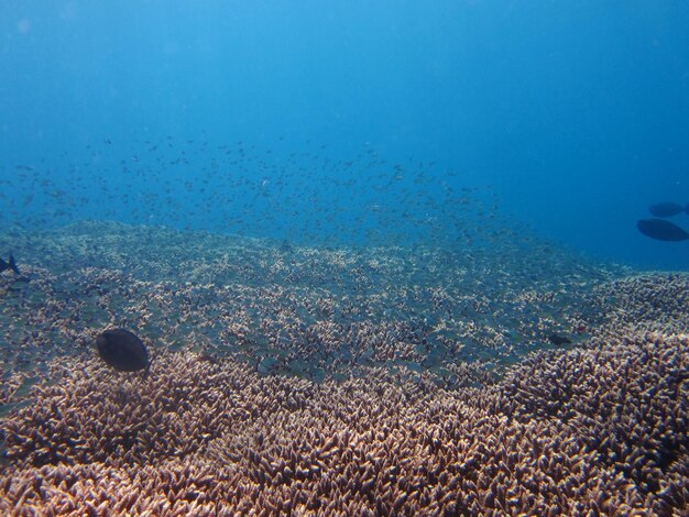 View of fish swimming in sea