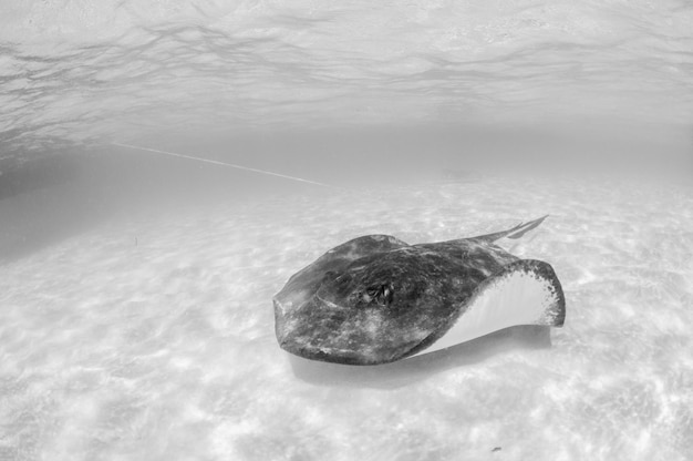 Photo view of fish swimming in sea