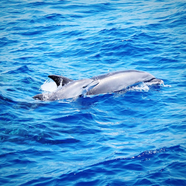 View of fish swimming in sea