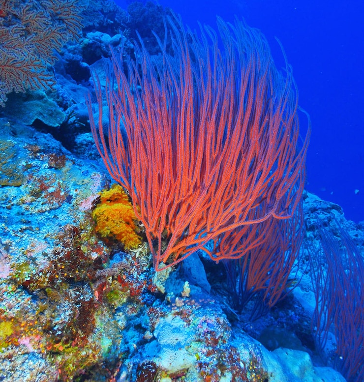 Photo view of fish swimming underwater