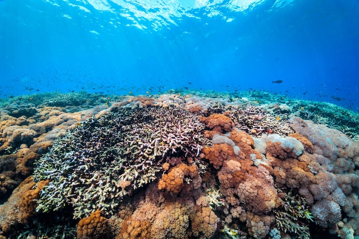 Photo view of fish swimming underwater