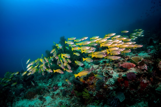 View of fish swimming underwater