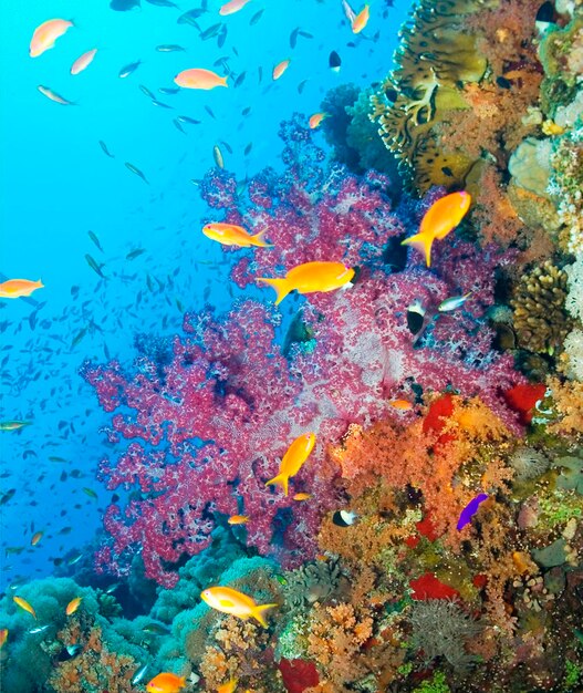 View of fish swimming underwater