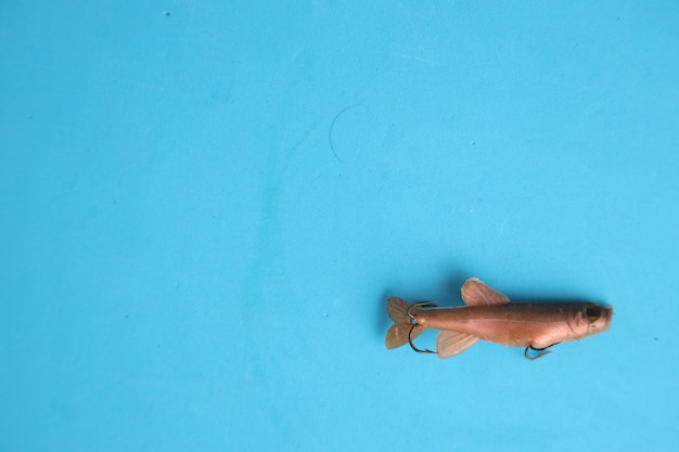 Photo view of fish swimming underwater