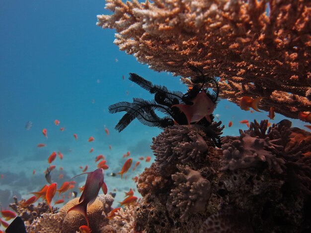 View of fish swimming underwater