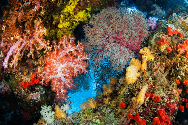 Photo view of fish underwater