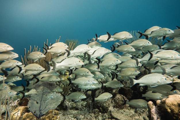 Photo view of fishes in sea