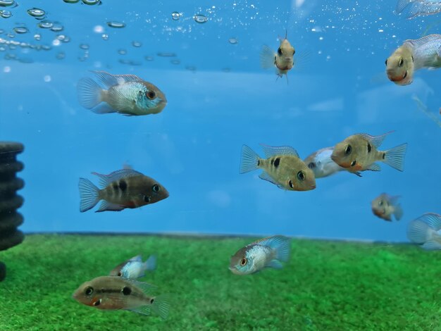 Photo view of fishes swimming in sea