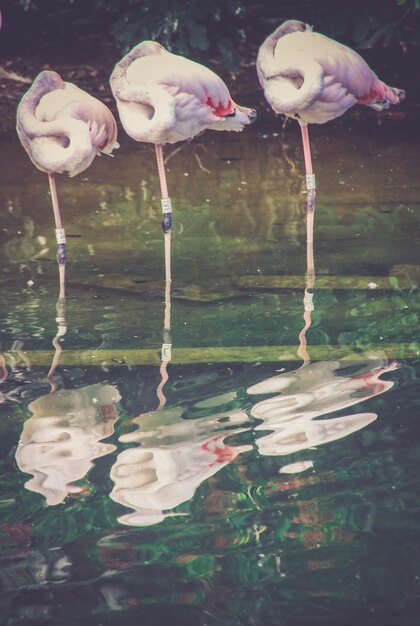 Photo view of flamingos in lake