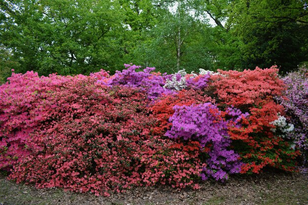 花の木の景色