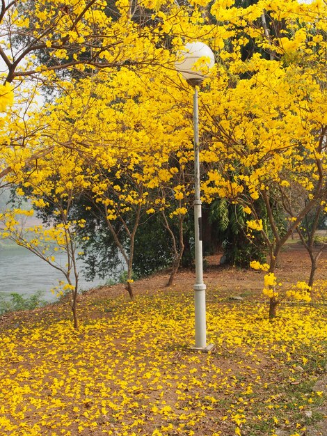 Photo view of flower trees by the lake