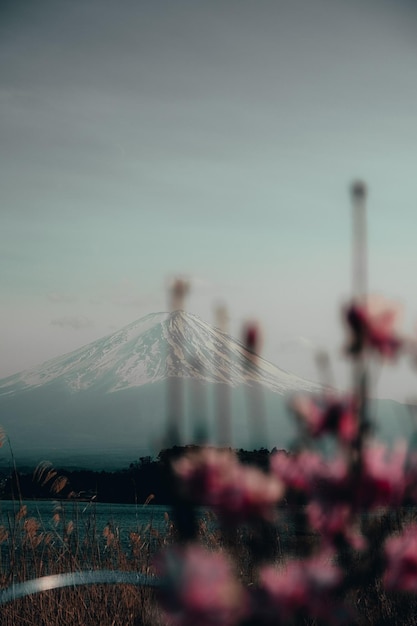 view of flowering plants against cloudy sky