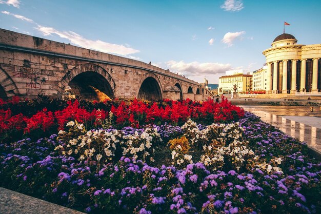 Foto veduta di piante in fiore contro un cielo nuvoloso