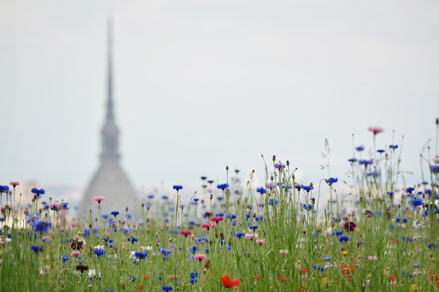 Foto veduta di piante in fiore contro il cielo