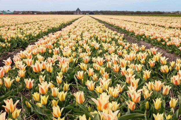 View of flowering plants on field