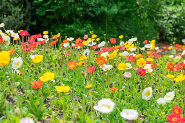 View of flowering plants on field