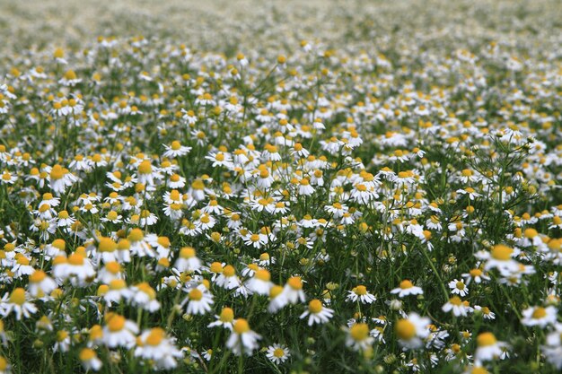 Photo view of flowering plants on field