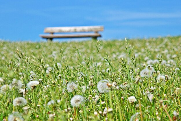 View of flowering plants on field