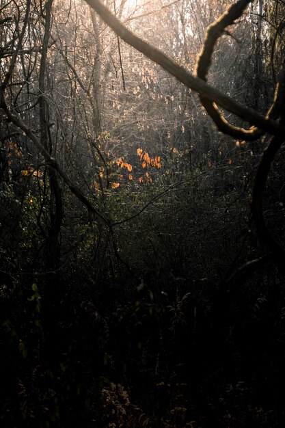 Photo view of flowering plants in forest