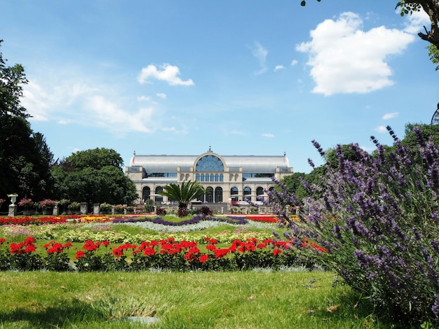 Photo view of flowering plants in garden