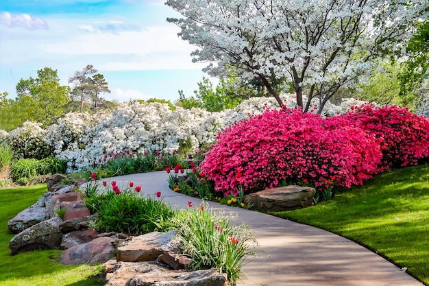 Photo view of flowering plants in garden