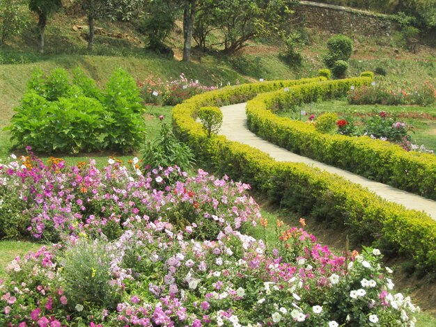 Photo view of flowering plants in garden