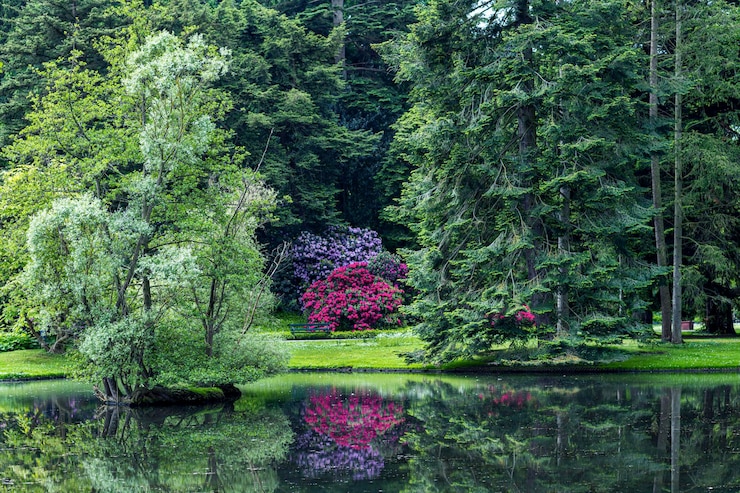 Photo view of flowering plants in garden