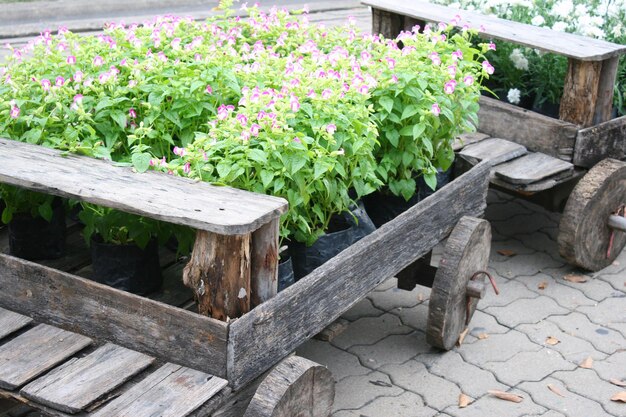 View of flowering plants in garden