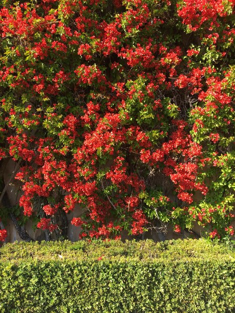 Foto veduta di piante da fiore in giardino